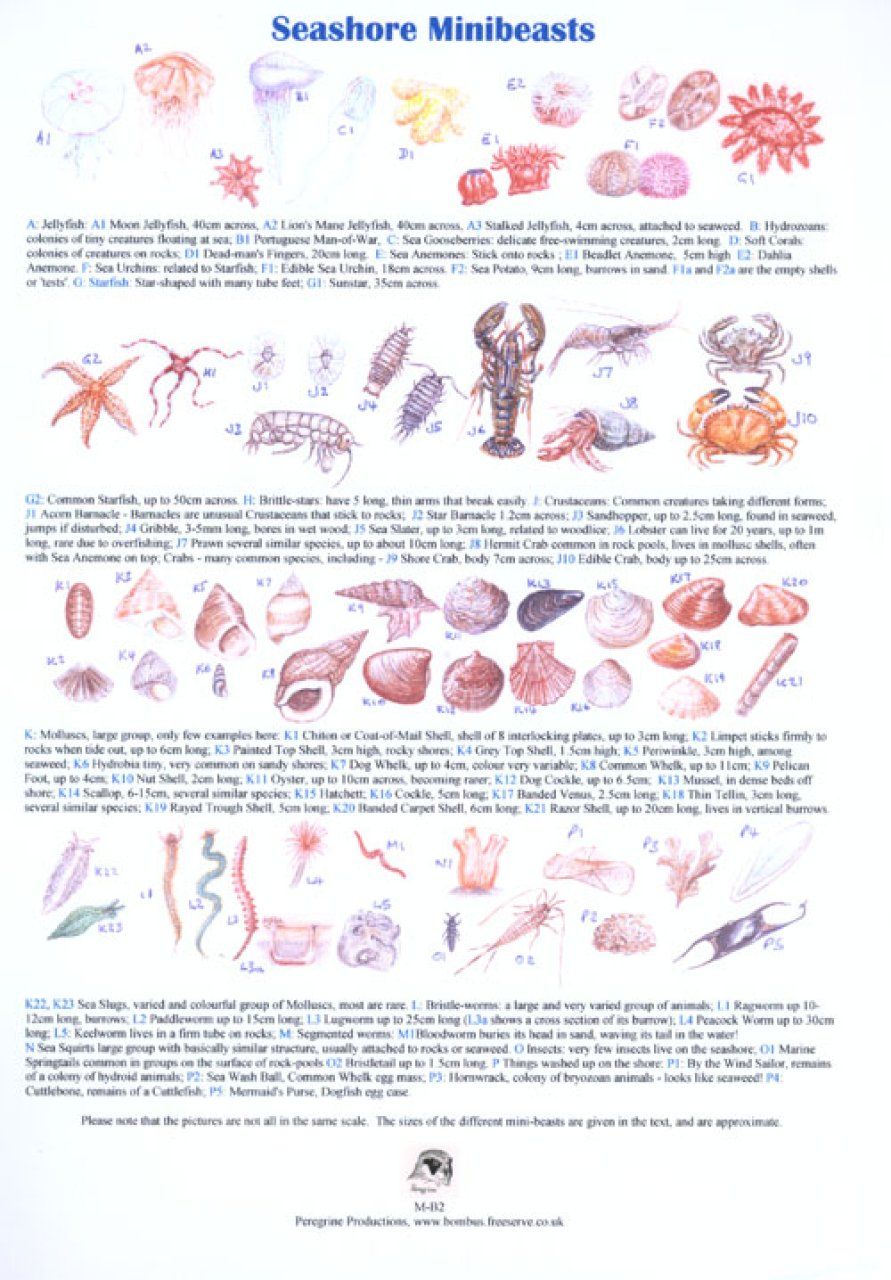 Seashore Minibeasts