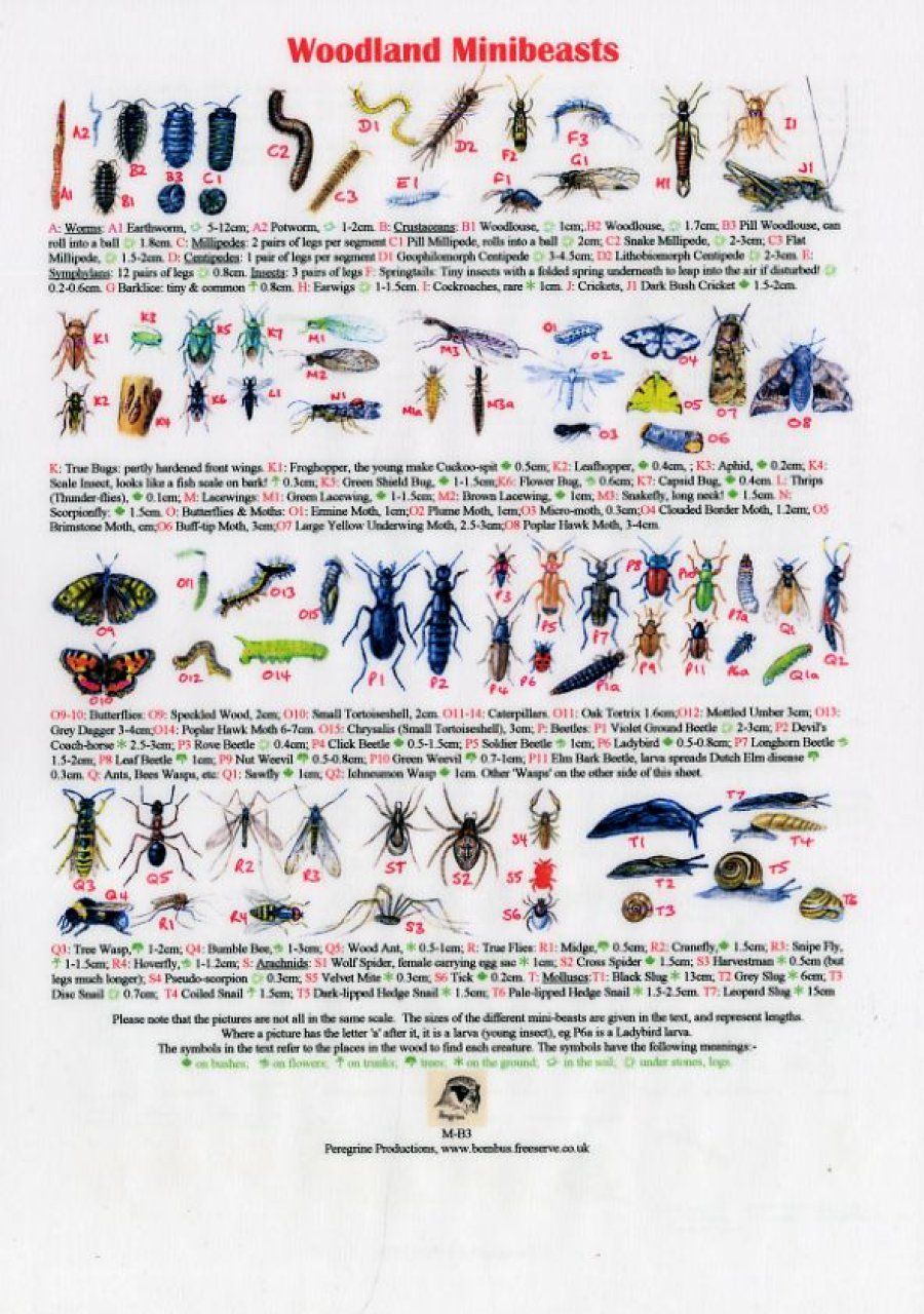 Woodland Minibeasts