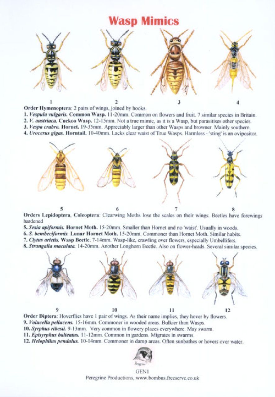 Wasp Mimics