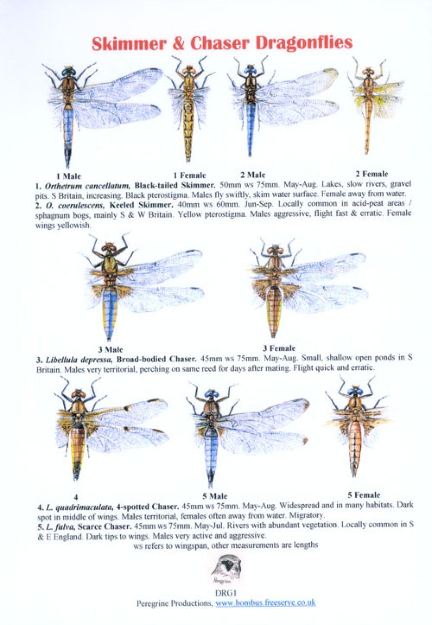 Skimmer &amp; Chaser Dragonflies
