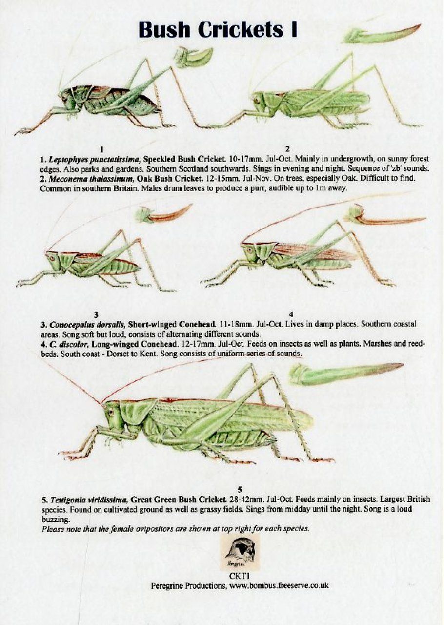 Bush Crickets I
