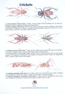 Crickets
