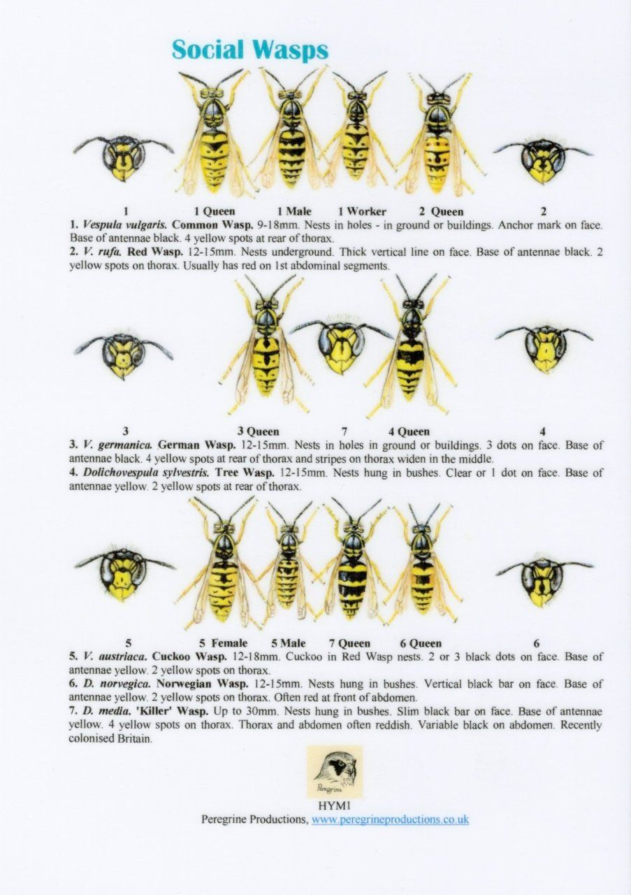 Social Wasps