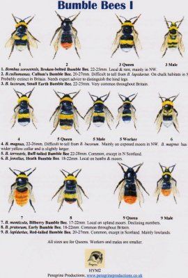 Bumble Bees I