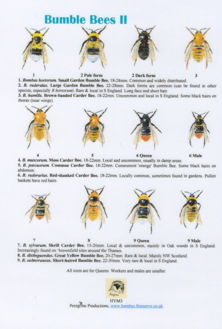 Bumble Bees II