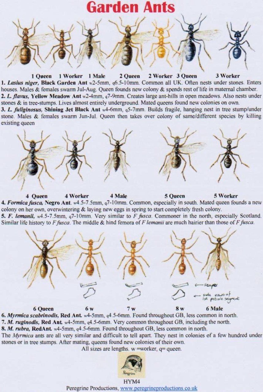 Garden Ants