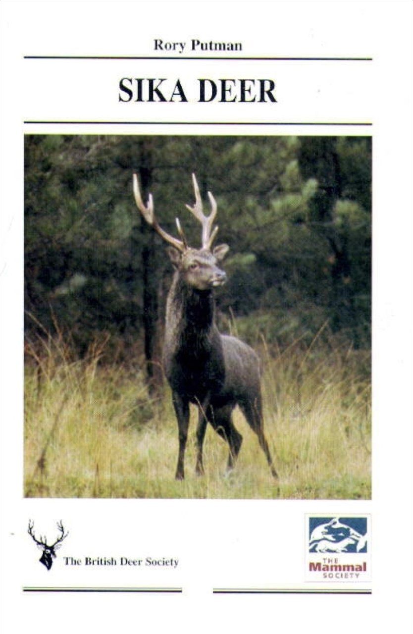Sika Deer