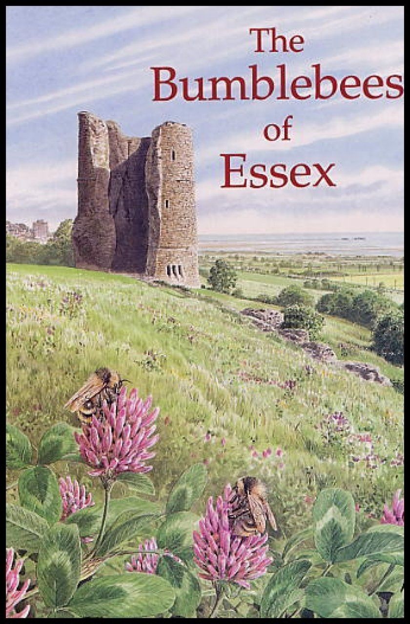 The Bumblebees of Essex