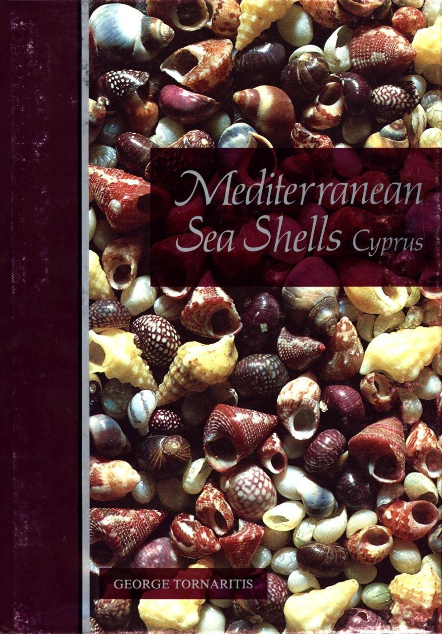 Mediterranean Sea Shells - Cyprus