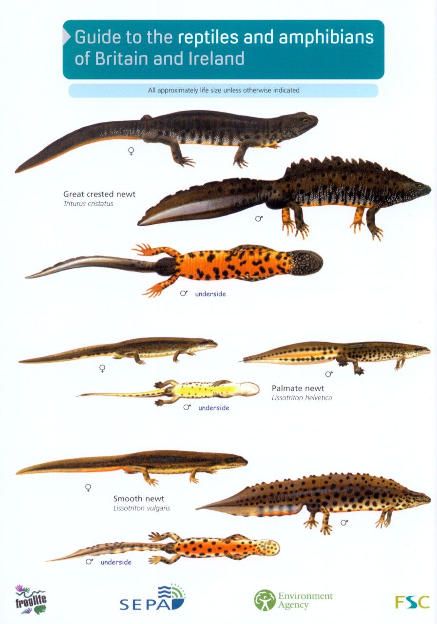 Guide to the Reptiles and Amphibians of Britain and Ireland