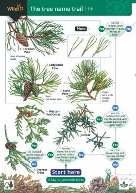 The Tree Name Trail