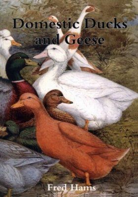 Domestic Ducks and Geese
