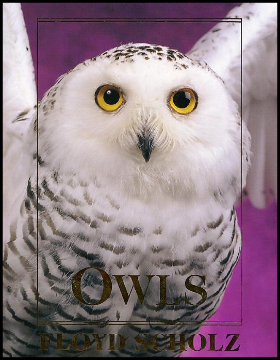 Owls