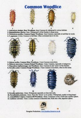 Common Woodlice