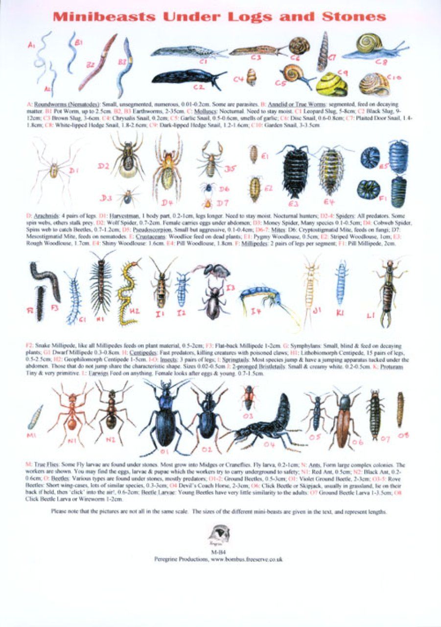 Minibeasts Under Logs and Stones