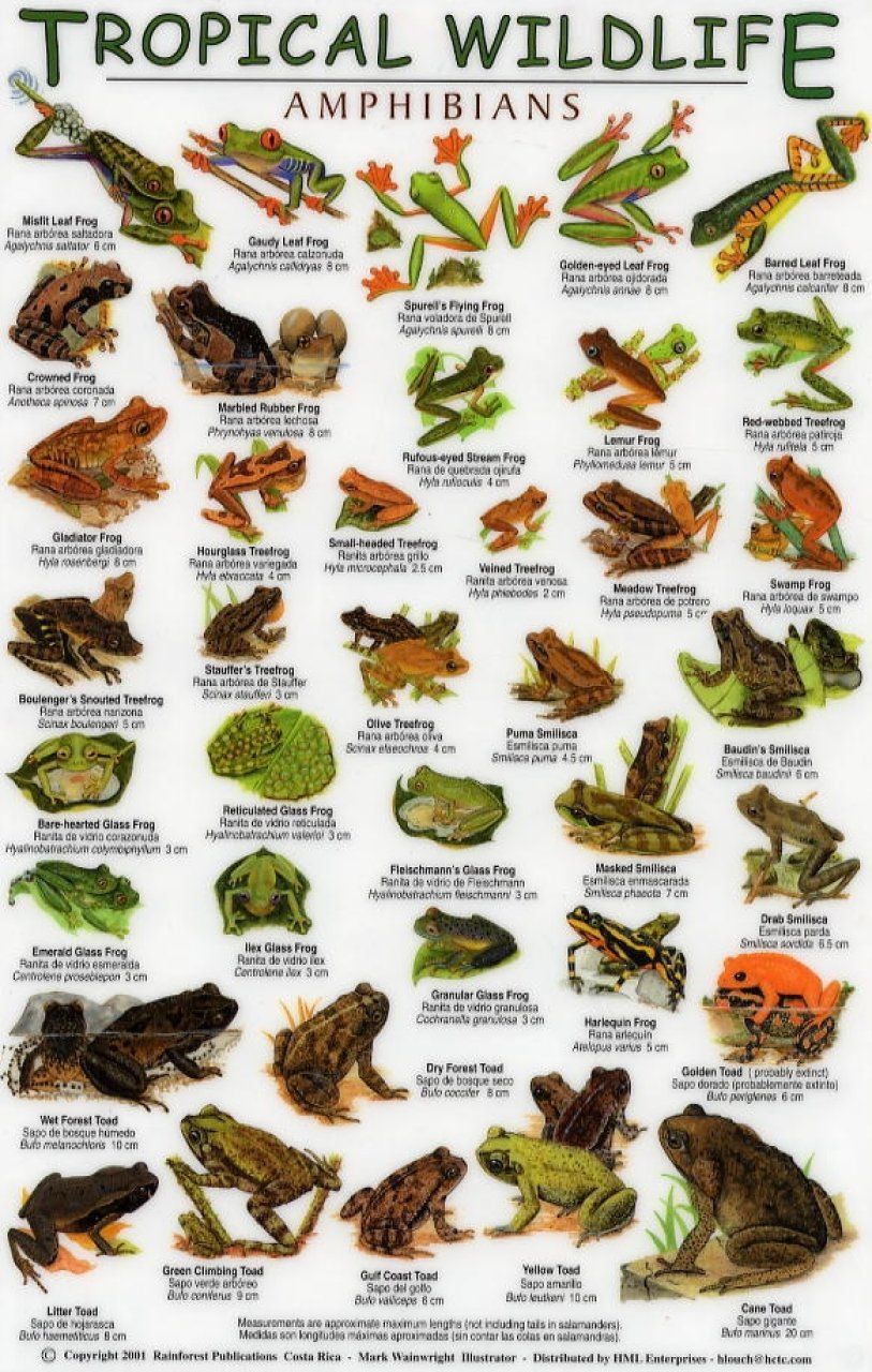 Tropical Wildlife Field Guide: Amphibians [English / Spanish]