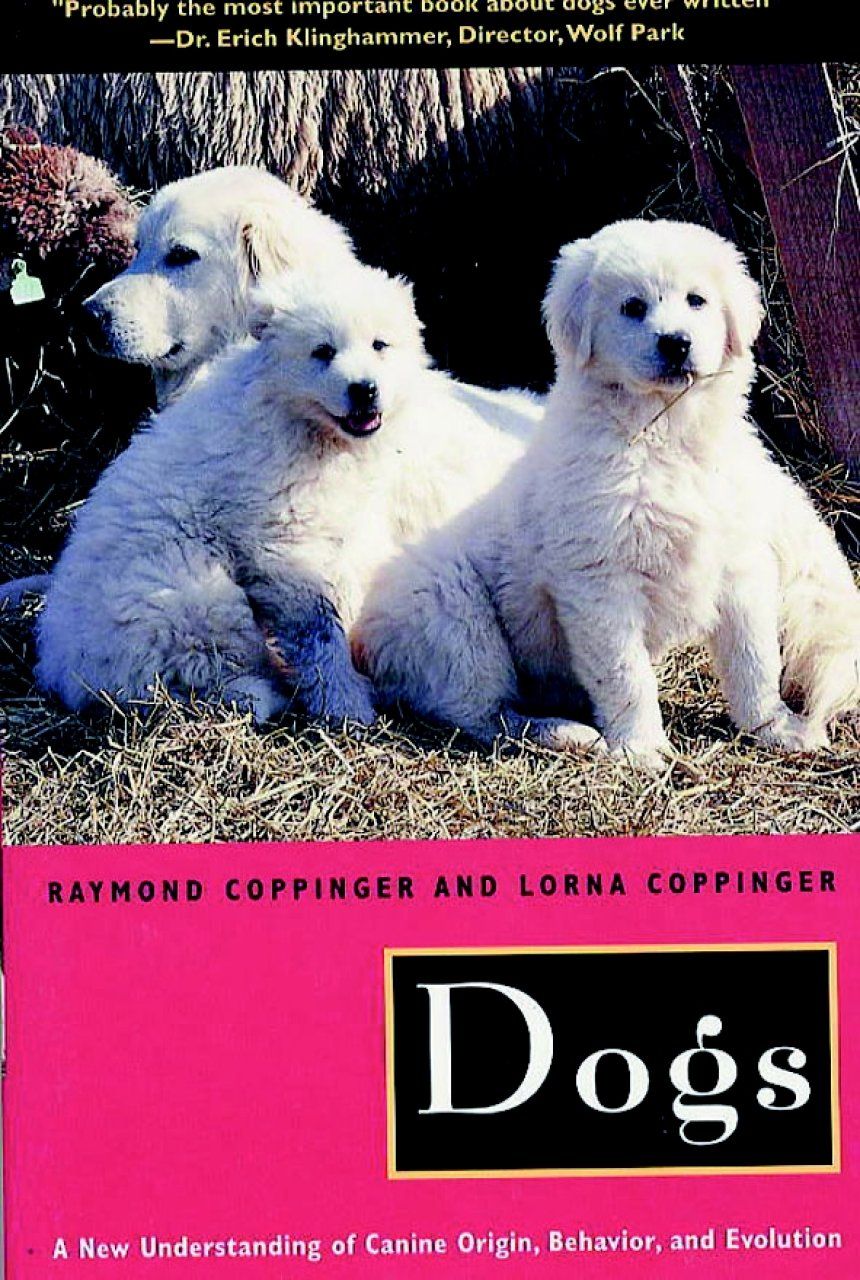 Dogs