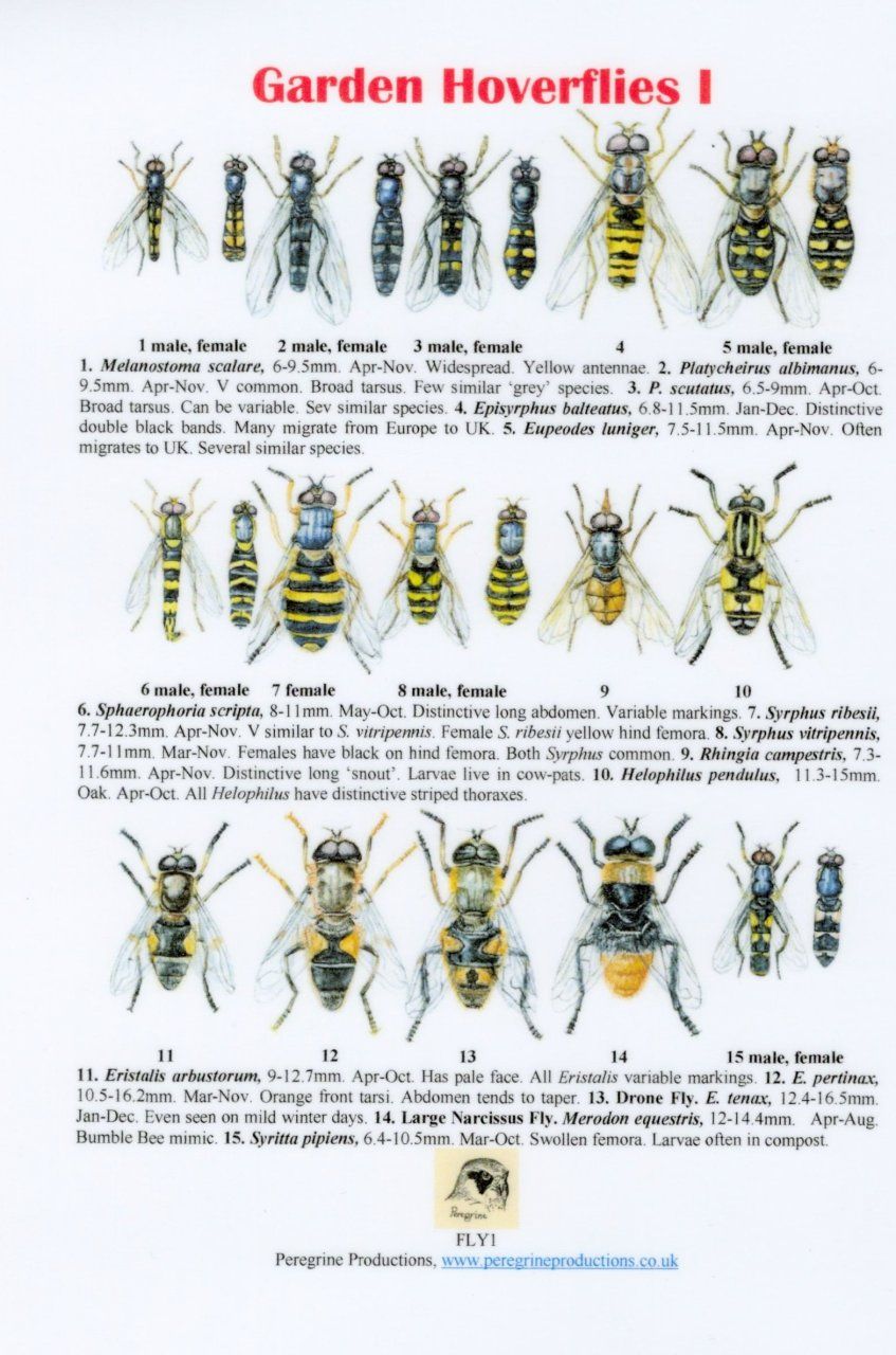 Garden Hoverflies 1