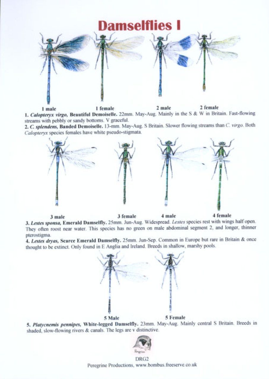 Damselflies I