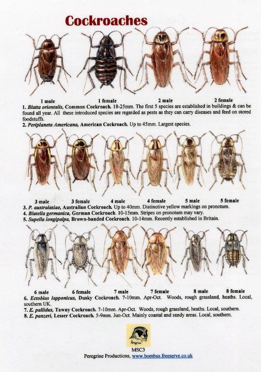 Cockroaches
