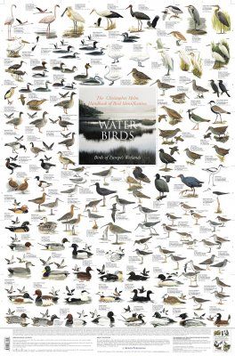Water Birds: Birds of Europe&#039;s Wetlands - Poster