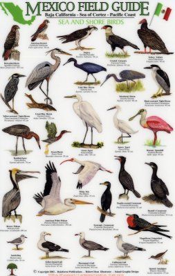 Mexico Field Guides: Baja California - Sea of Cortez - Pacific Coast: Sea and Shore Birds [English / Spanish]
