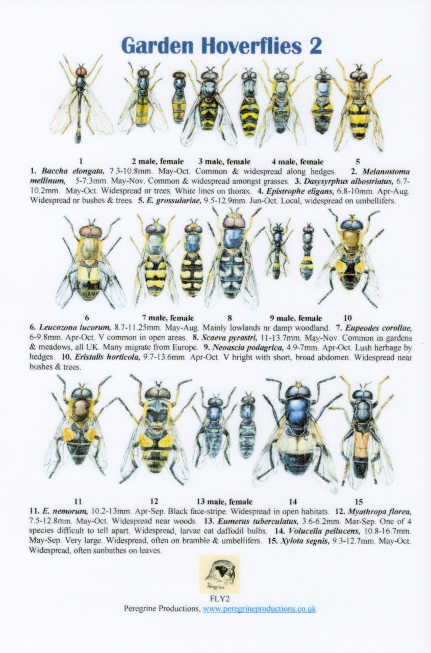 Garden Hoverflies 2