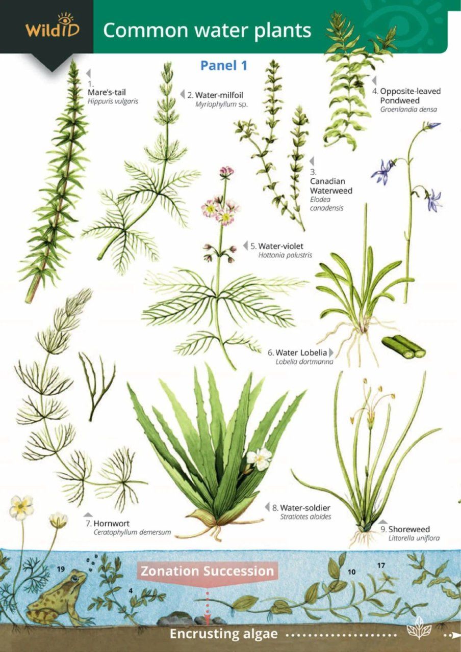 Guide to Commoner Water Plants