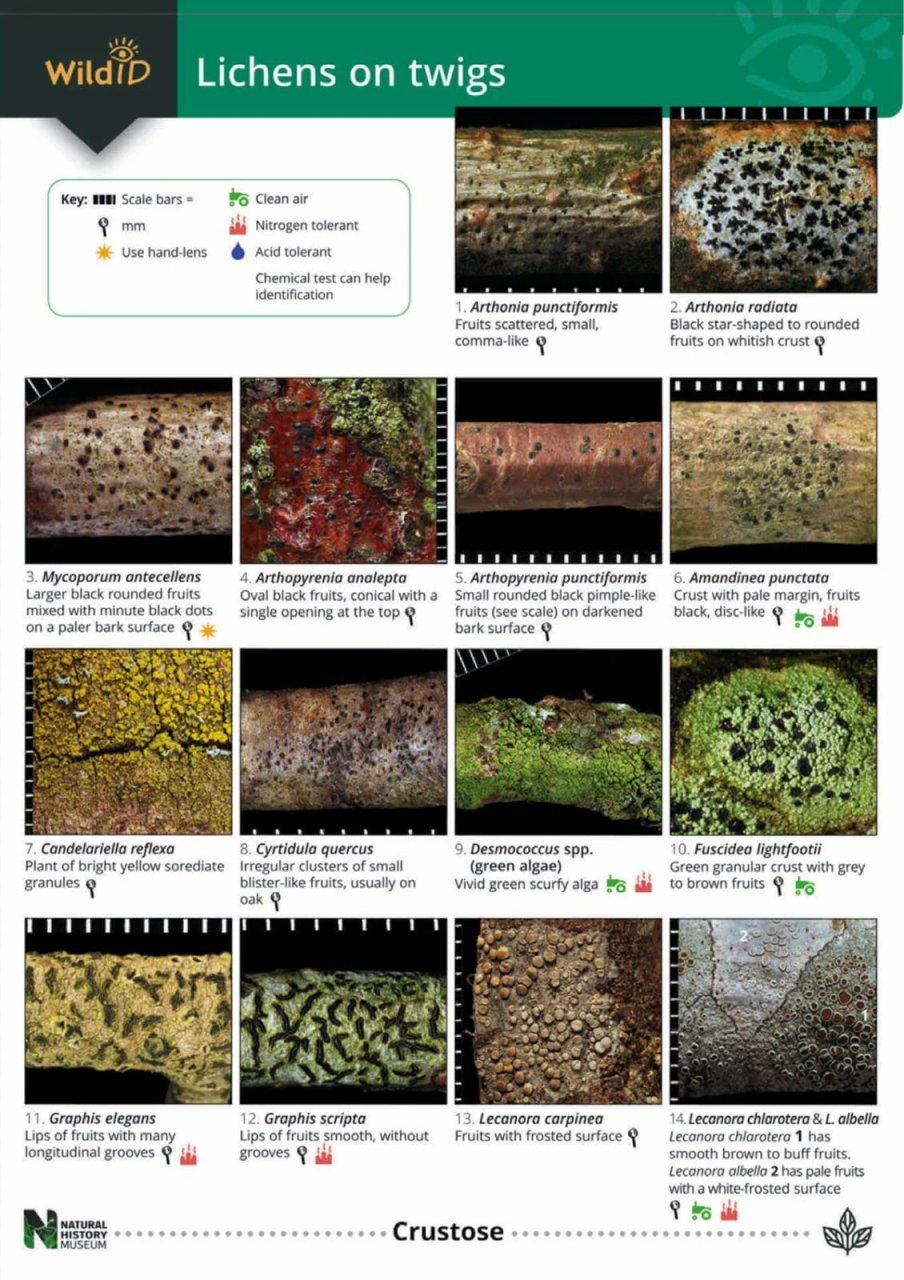 Key to Lichens on Twigs