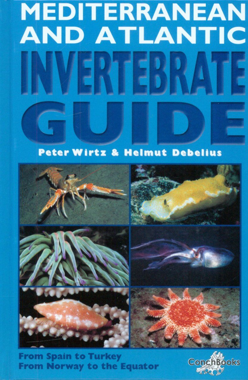 Mediterranean and Atlantic Invertebrate Guide