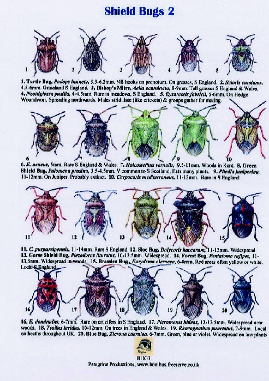 Shield Bugs 2
