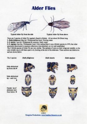 Alder Flies
