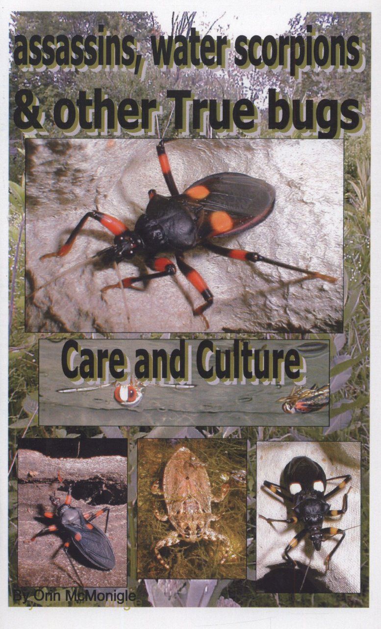 Assassins, Waterscorpions &amp; Other True Bugs