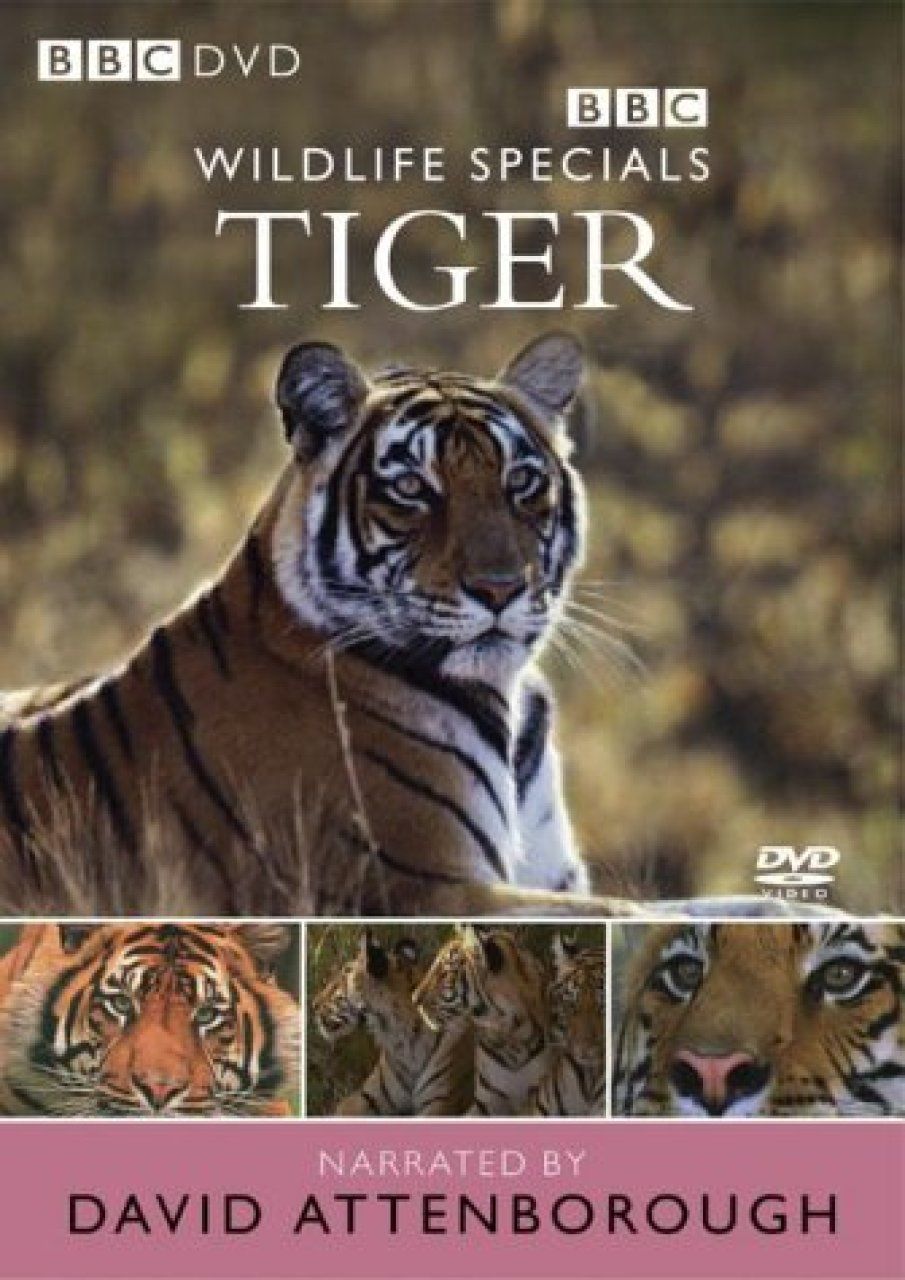 Tiger - DVD (Region 2 &amp; 4)