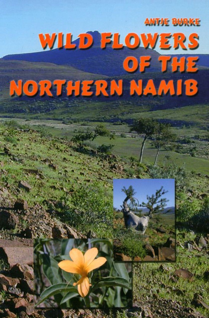 Wild Flowers of the Northern Namib