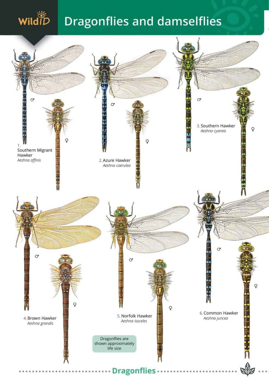 Guide to the Dragonflies and Damselflies of Britain