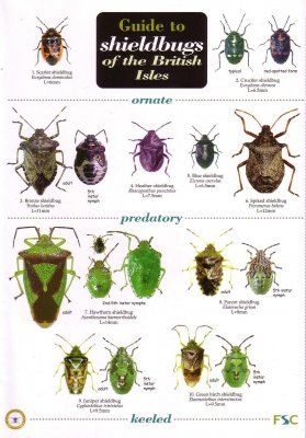 Guide to Shieldbugs of the British Isles