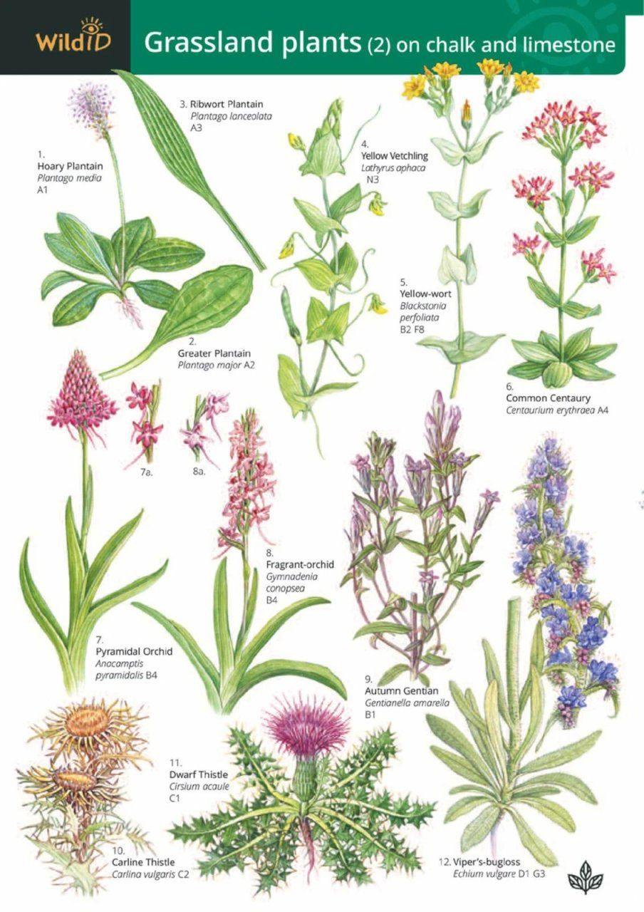 Guide to Grassland Plants 2 (Chalk and Limestone)