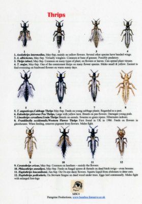 Thrips
