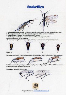 Snakeflies