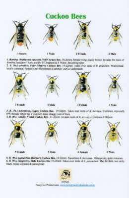Cuckoo Bees