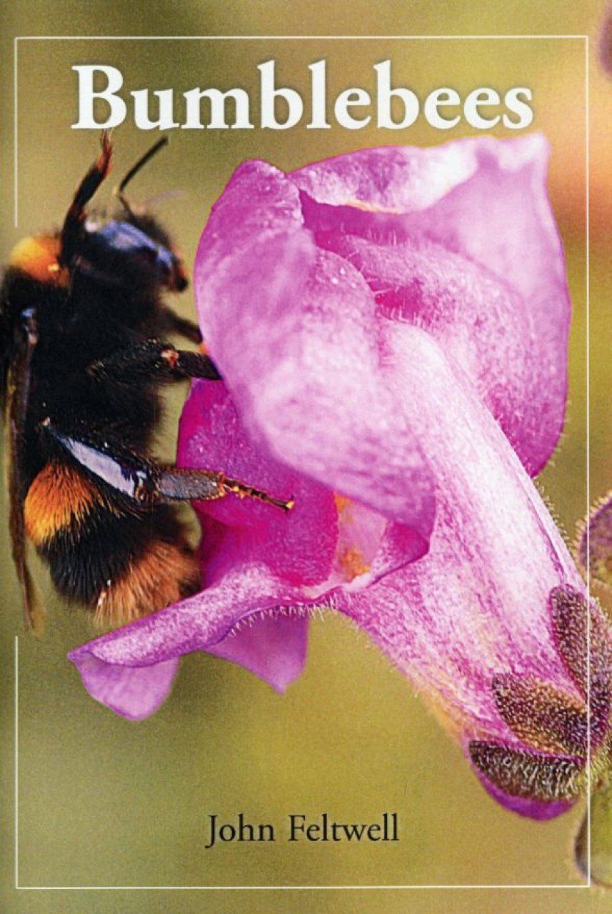 Bumblebees