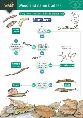 The Woodland Name Trail
