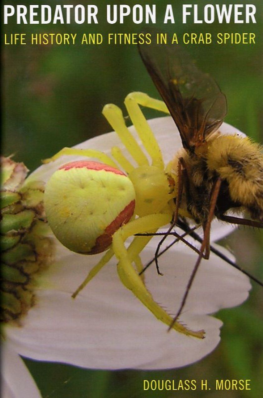 Predator Upon a Flower