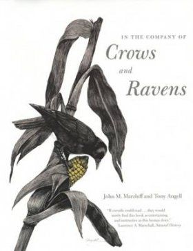 In the Company of Crows and Ravens