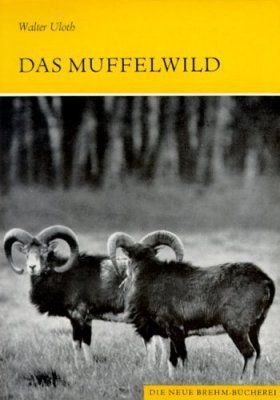 Das Muffelwild [The Mouflon]