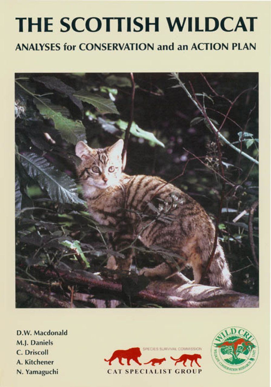 The Scottish Wildcat