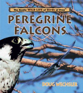 Peregrine Falcons