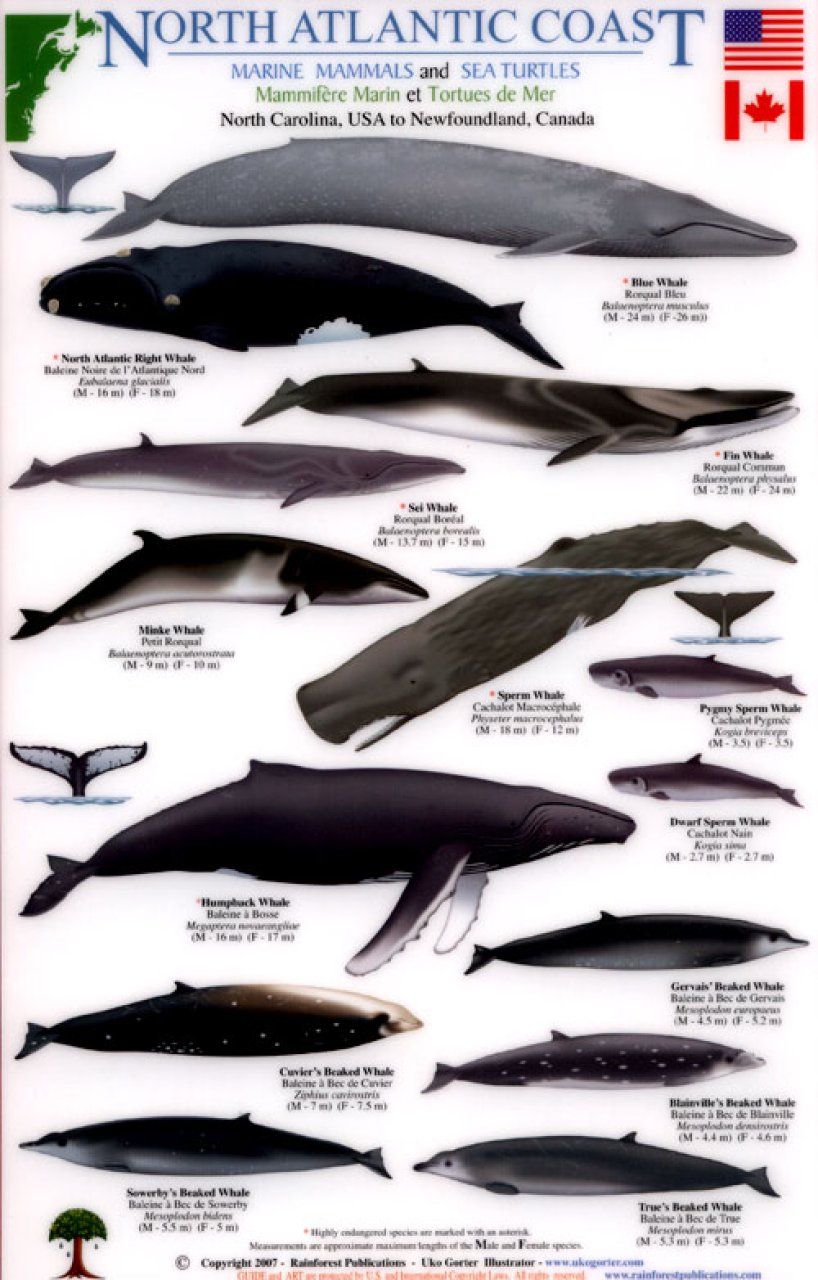 North Atlantic Coast: Marine Mammals and Sea Turtles North Carolina, USA to Newfoundland, Canada [English / French]