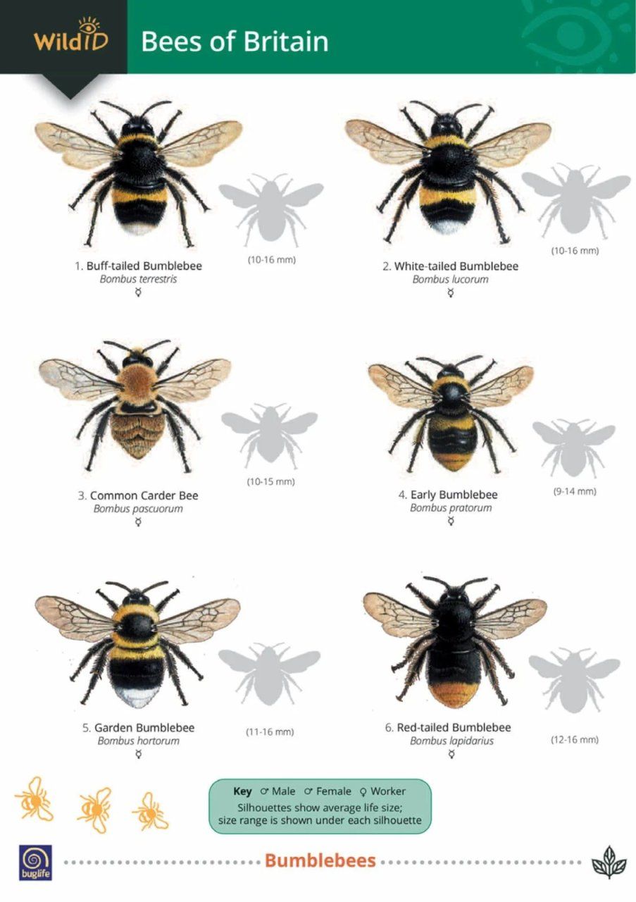 Guide to Bees of Britain